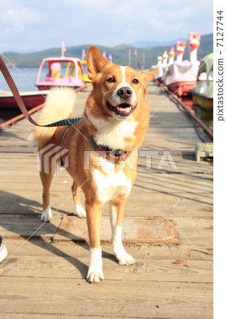 Dog walking in Yamanakako 7127744