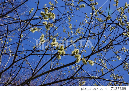 Spring Material · Flower · Horizontal position of a cat-nosed fish growing naturally along the Katashikawa river Spring Material · Flower · Horizontal position of a cat-nosed fish growing naturally along the Katashikawa river 7127869