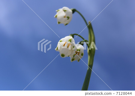 Snowflake Snowflake 7128044