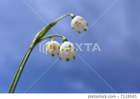 Snowflake 7128045