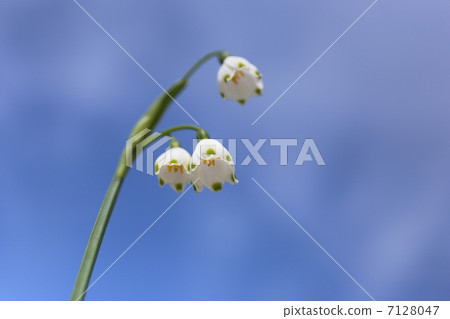 雪花 7128047