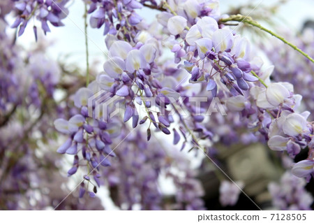  紫藤花 7128505
