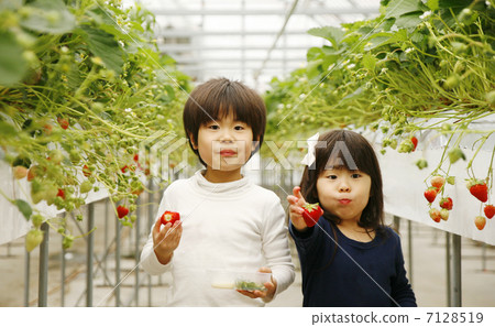 Strawberry hunting child Strawberry hunting child 7128519
