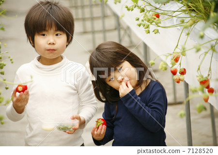 Strawberry hunting brother and sister Strawberry hunting brother and sister 7128520