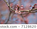 Cherry buds 7128620