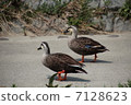 Two ducks 7128623