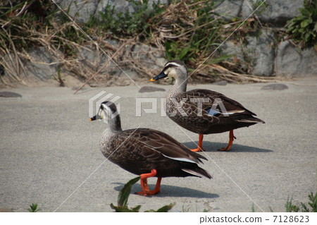 Two ducks Two ducks 7128623