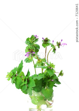 Flower figure resembling that of Hotokenoza and Himeodorikosou in a flower of a field · White back vertical position 7128641