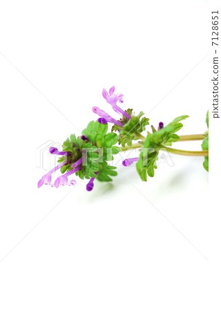 野花·Hotokenoza淺紫色長花·白背垂直位置俯瞰 7128651