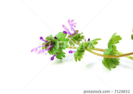 Wild flowers · Light purple long flower of Hotokenoza · White back sideways position bird's-eye view 7128652