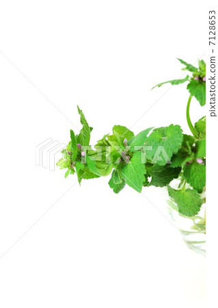 Several hidden flowers of Himeodorikoshou in the field flower · glass · White back vertical position 7128653