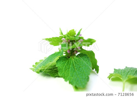 Flower of the field · Blindfold flower of Himeodorikosou 1 wheel · White back sideway position Flower of the field · Blindfold flower of Himeodorikosou 1 wheel · White back sideway position 7128656