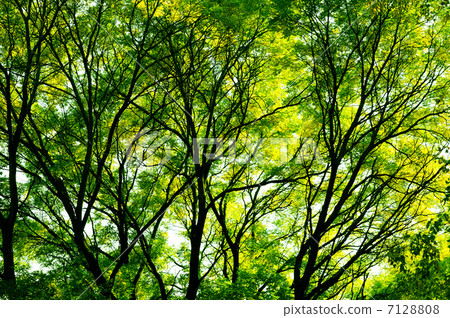 Sunlight through the trees 7128808