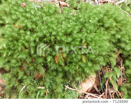 柏樹(Pyrrhobryum dozyanum) 柏樹(Pyrrhobryum dozyanum) 7128890