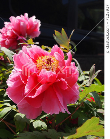 Peony 7128917