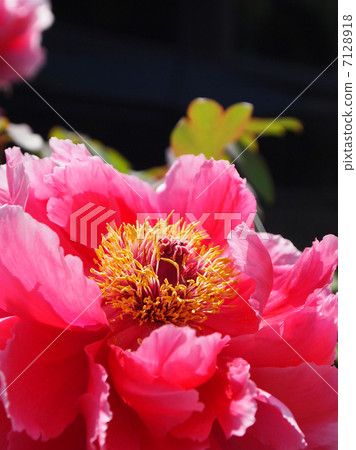 Peony 7128918