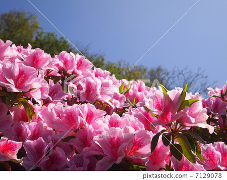 Pink seed of Hirado Azalea 7129078