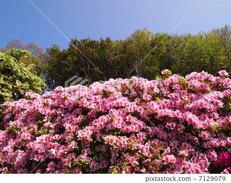 Hirado Azalea 7129079