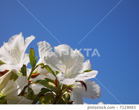 White variety of Hirado Azalea 7129083