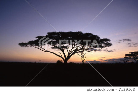 馬賽馬拉 馬賽馬拉 7129168