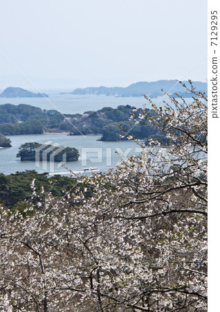 松島·櫻花公園的櫻花，Nishiyuki的背面 7129295