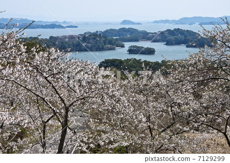 Matsushima · Nishiyuki return of Matsu Park Matsushima · Nishiyuki return of Matsu Park 7129299