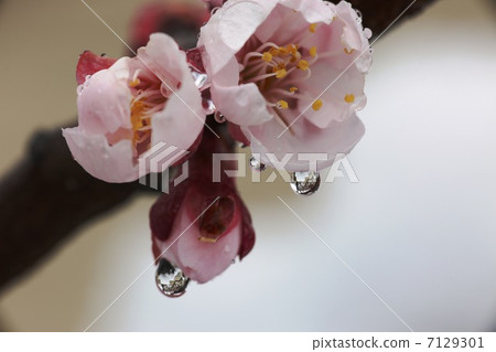 Plum blossoms and light snow plum blossoms and light snow Plum blossoms and light snow plum blossoms and light snow 7129301