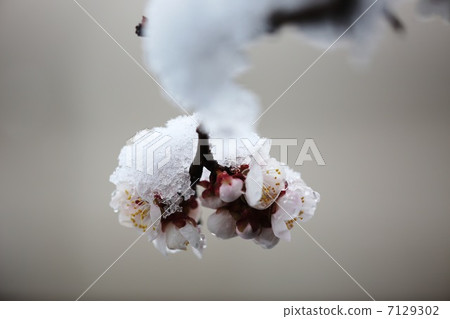 梅花和小雪梅花和小雪 梅花和小雪梅花和小雪 7129302