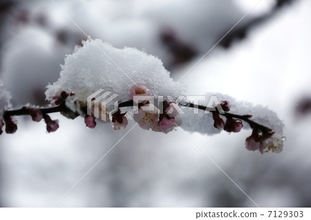 梅花和小雪梅花和小雪 梅花和小雪梅花和小雪 7129303