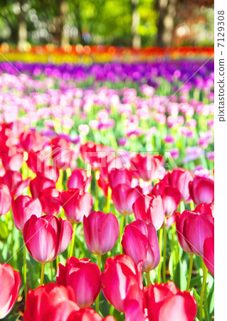 五顏六色的鬱金香花園 五顏六色的鬱金香花園 7129308