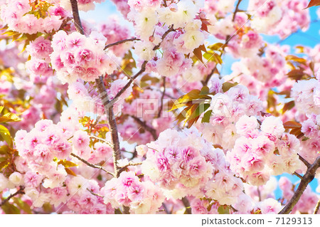 Double cherry blossoms in full bloom 7129313