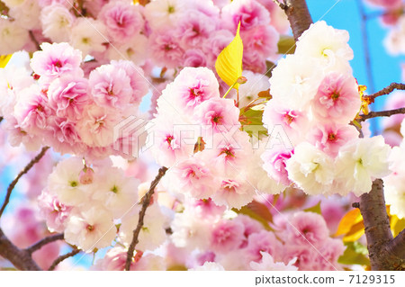 盛開的雙櫻花 盛開的雙櫻花 7129315