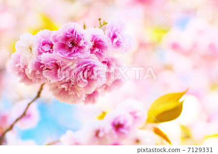 盛開的雙櫻花 盛開的雙櫻花 7129331