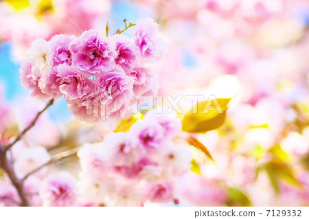 Double cherry blossoms in full bloom 7129332