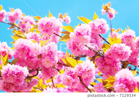 Yaezakura和藍天 Yaezakura和藍天 7129334