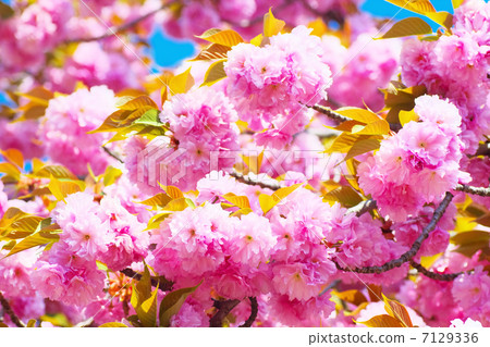 Double cherry blossoms in full bloom 7129336