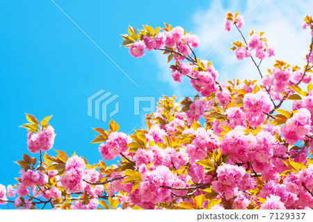 Yaezakura和藍天 Yaezakura和藍天 7129337