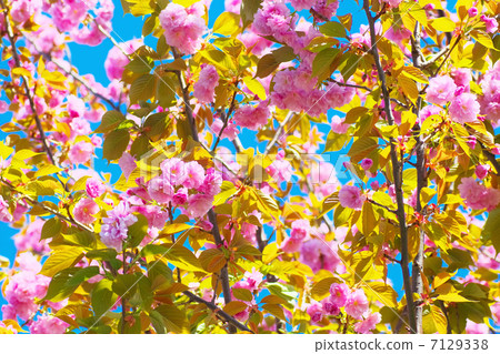 Yaezakura和藍天 Yaezakura和藍天 7129338