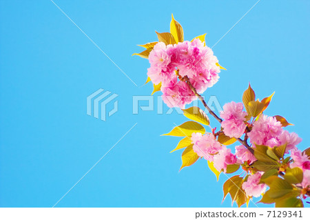 Yaezakura和藍天 Yaezakura和藍天 7129341