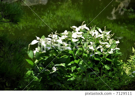 Half-summer garden of Kyoto Bikinari 7129511