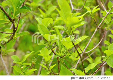 Tree · Mayumi family 7129536