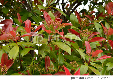 樹·Kanameimochi玫瑰家庭 7129538