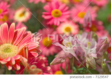 Pink collaboration 7129547