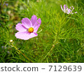 Cosmos and insects 7129639