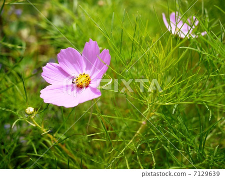 Cosmos and insects 7129639