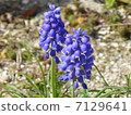 Muscari 7129641
