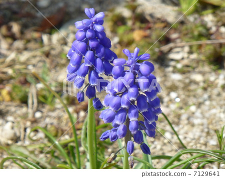 Muscari Muscari 7129641