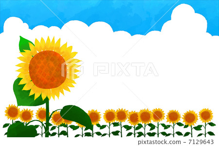 Sunflower and summer cloud cover 7129643