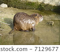 Nutria 7129677