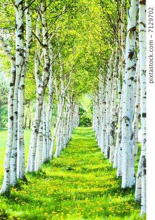 White birch forest 7129702